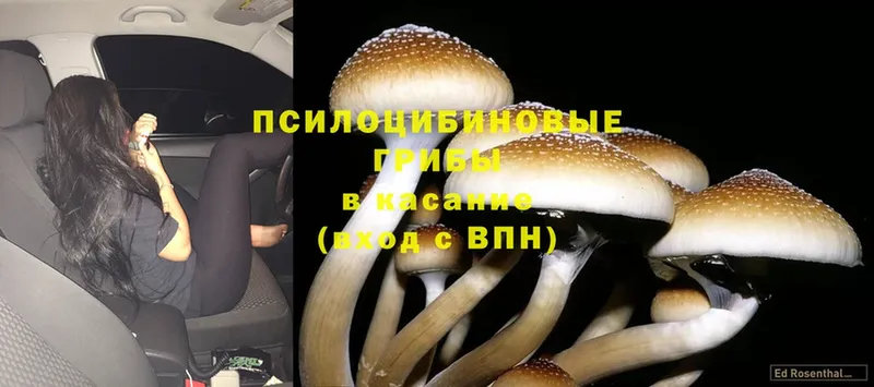 Галлюциногенные грибы Magic Shrooms  кракен зеркало  Советск 